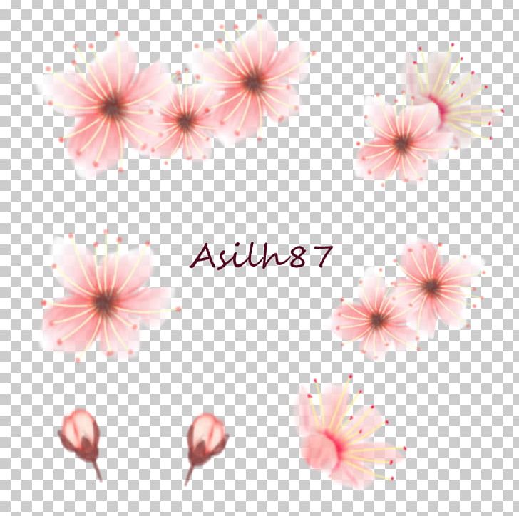 Flowering Plant Cherry Blossom ST.AU.150 MIN.V.UNC.NR AD Eyelash PNG, Clipart, Blossom, Cherry, Cherry Blossom, Closeup, Eyelash Free PNG Download