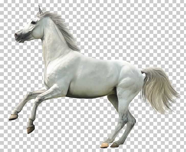 Howrse Horse Animal Rendering PNG, Clipart, 3d Computer Graphics, Animal, Animal Figure, Animal Rendering, Animals Free PNG Download