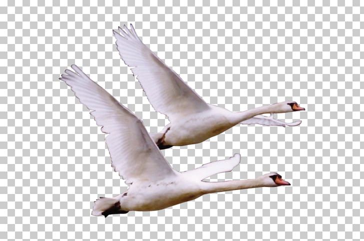 Bird Crane Cygnini Duck Goose PNG, Clipart, Animal, Arm, Background White, Black White, Crane Free PNG Download