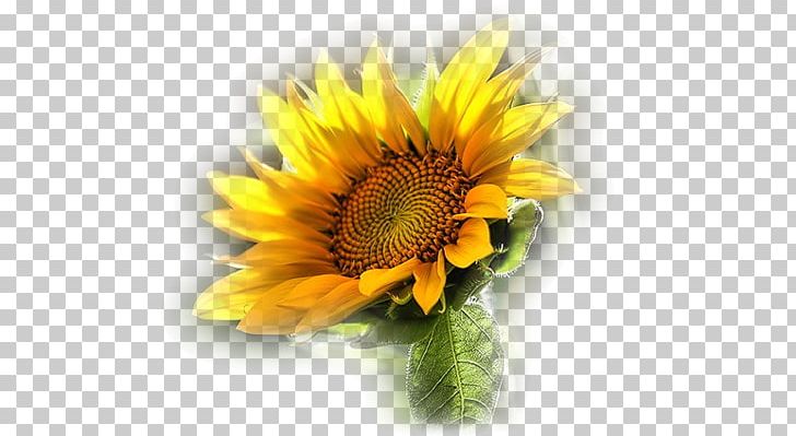 Common Sunflower PNG, Clipart, Blog, Cicek, Cicekler, Cicek Resimler, Cicek Resimleri Free PNG Download