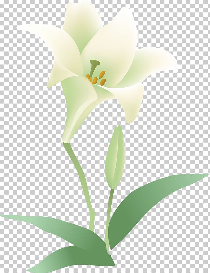 Flowering Plant Cut Flowers Moth Orchids PNG, Clipart, Cut Flowers ...