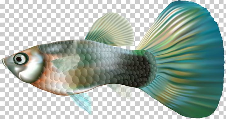 Guppy Fish PNG, Clipart, Aquatic Animal, Clip Art, Clipart, Desktop Wallpaper, Female Free PNG Download