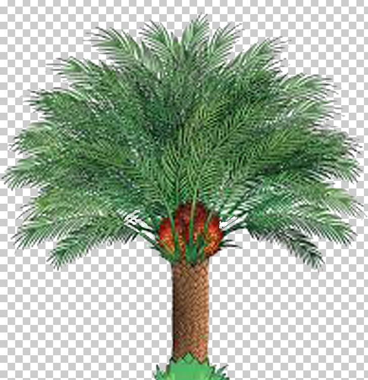 Palm Oil Ministry Of Plantation Industries And Commodities African Oil Palm PNG, Clipart, Arecaceae, Arecales, Coconut, Date Palm, Elaeis Free PNG Download