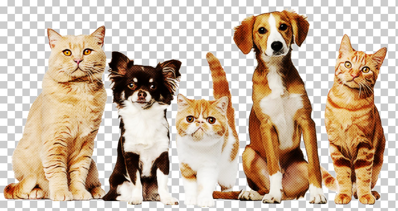 Cat Small To Medium-sized Cats Companion Dog Dog PNG, Clipart, Cat, Companion Dog, Dog, Small To Mediumsized Cats Free PNG Download