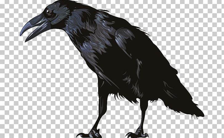 American Crow Rook New Caledonian Crow Common Raven Carrion Crow PNG, Clipart, American Crow, Animal, Animals, Beak, Bird Free PNG Download