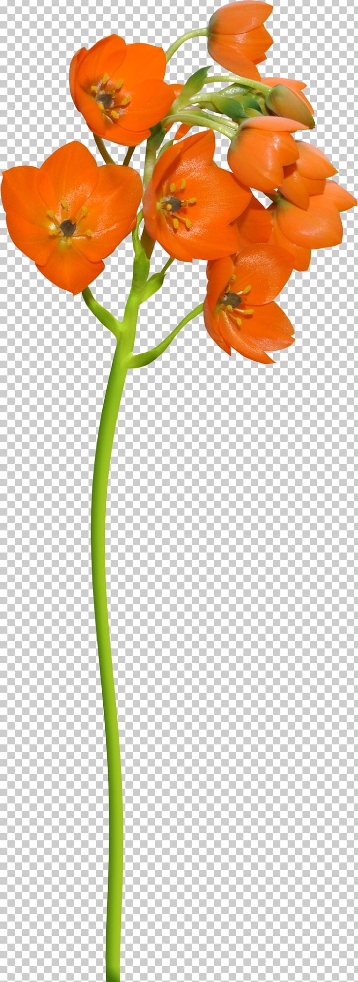 Cut Flowers Plant Stem Painting PNG, Clipart, Crowding Of Teeth, Cut Flowers, Flora, Flower, Flowering Plant Free PNG Download