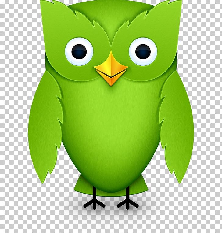 Duolingo Learning Language Translation Computer Icons PNG, Clipart, Beak, Bird, Bird Of Prey, Computer Icons, Duolingo Free PNG Download