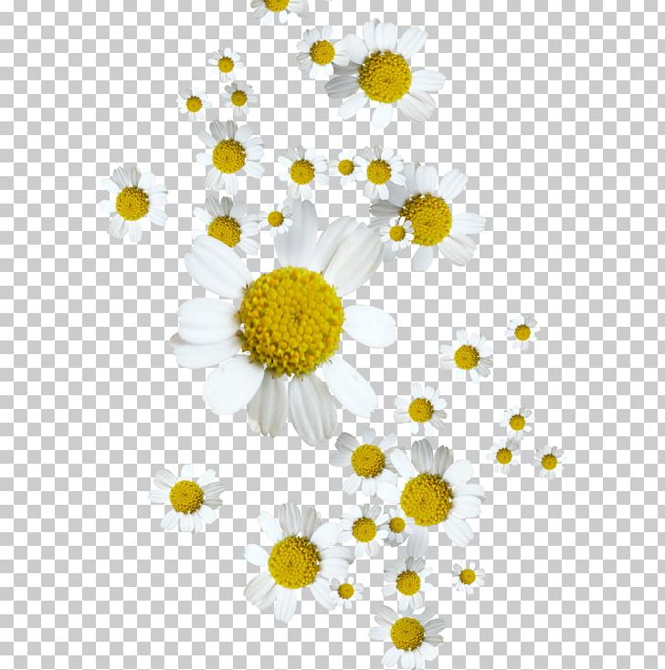 German Chamomile Oxeye Daisy Flower Tripleurospermum PNG, Clipart, Anthemis, Bellis, Chamaemelum Nobile, Chamomile, Chrysanthemum Free PNG Download
