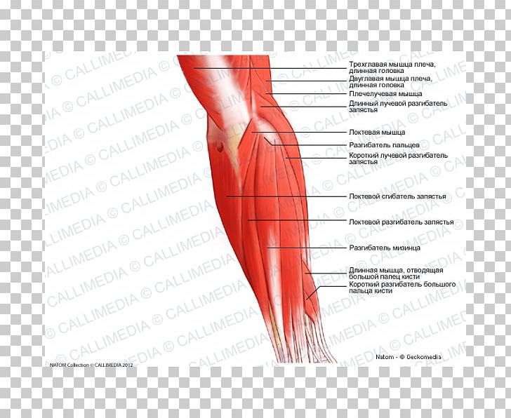 Thumb Elbow Posterior Compartment Of The Forearm Muscle PNG, Clipart, Abdomen, Anatomy, Anconeus Muscle, Angle, Arm Free PNG Download