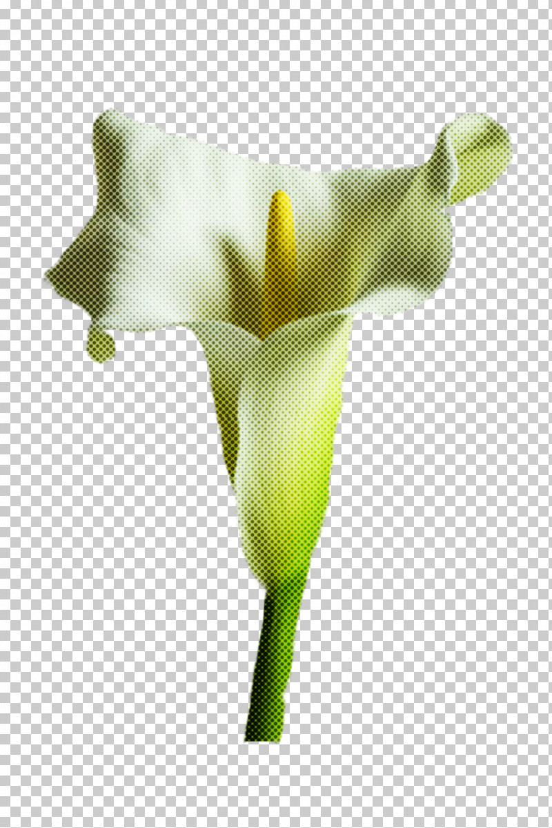 Arum White Green Yellow Flower PNG, Clipart, Alismatales, Arum, Arum Family, Cut Flowers, Flower Free PNG Download