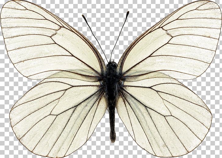 Butterfly Stock Photography Insect Morpho PNG, Clipart, Animal, Arthropod, Axial Symmetry, Bombycidae, Brush Footed Butterfly Free PNG Download