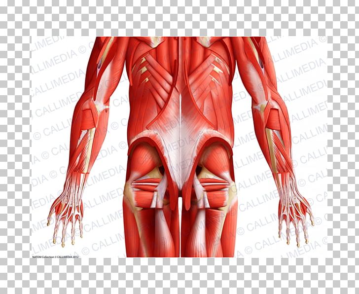 Thumb Muscle Human Body Pelvis Anatomy PNG, Clipart, Abdomen, Anatomy, Arm, Blood Vessel, Bone Free PNG Download