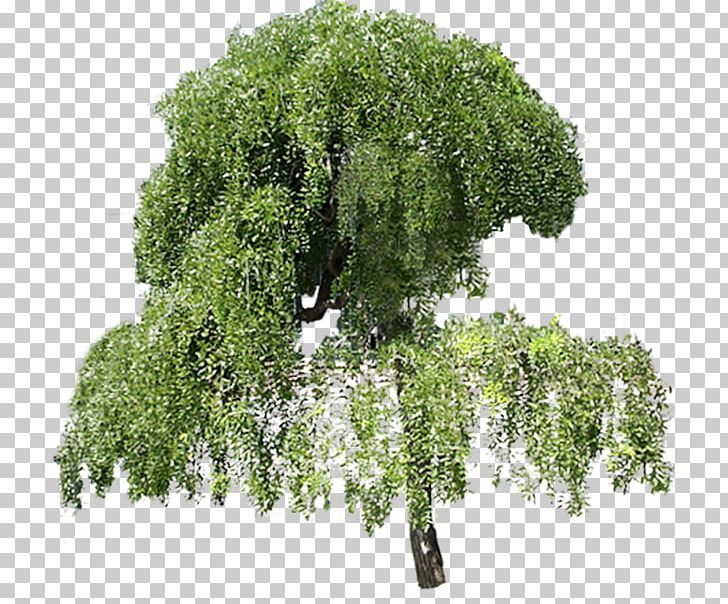 Tree Plant PNG, Clipart, Arecaceae, Ash, Autumn Tree, Branch, Broadleaved Tree Free PNG Download