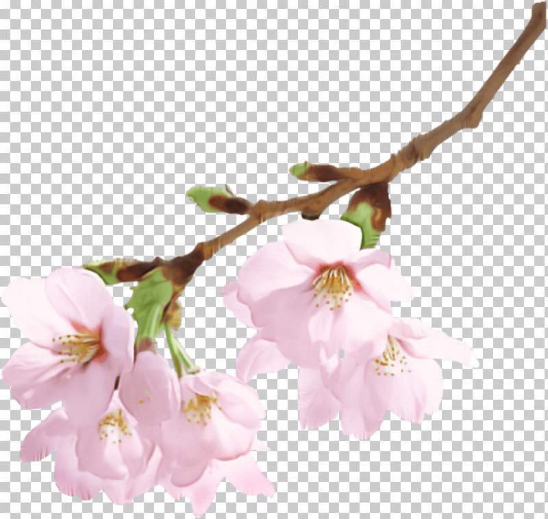 Cherry Blossom PNG, Clipart, Blossom, Branch, Cherry Blossom, Flower, Pedicel Free PNG Download