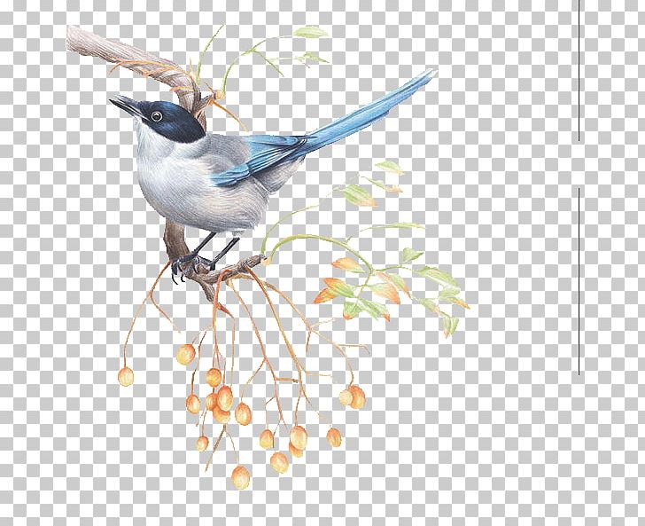 Bird Drawing Illustration PNG, Clipart, Aliexpress, Animal, Animals, Azurewinged Magpie, Beak Free PNG Download