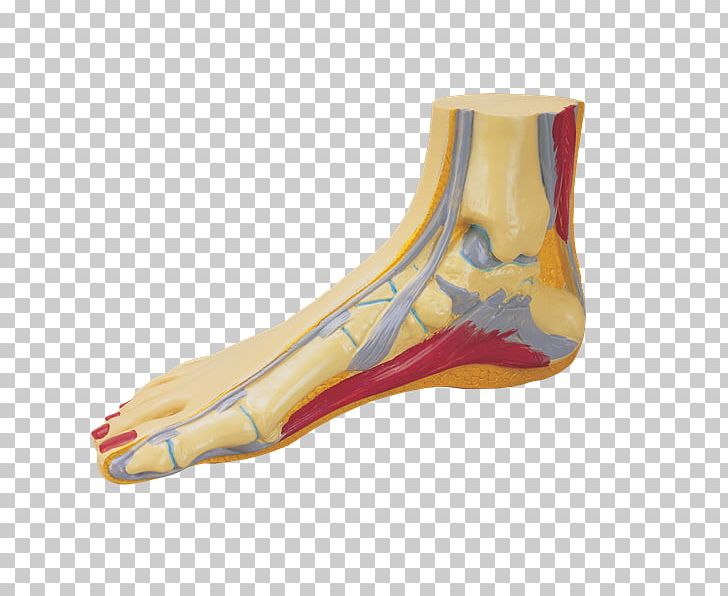 Arches Of The Foot Human Body Homo Sapiens PNG, Clipart, Anatomia, Arches Of The Foot, Excretory System, Flat Feet, Foot Free PNG Download