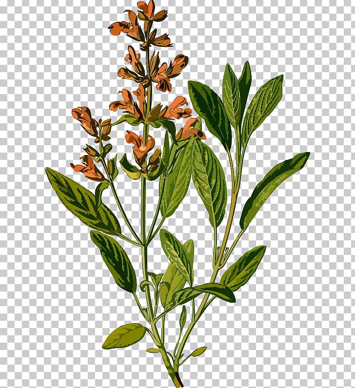 Common Sage Botanical Illustration Köhler's Medicinal Plants Botany PNG, Clipart,  Free PNG Download