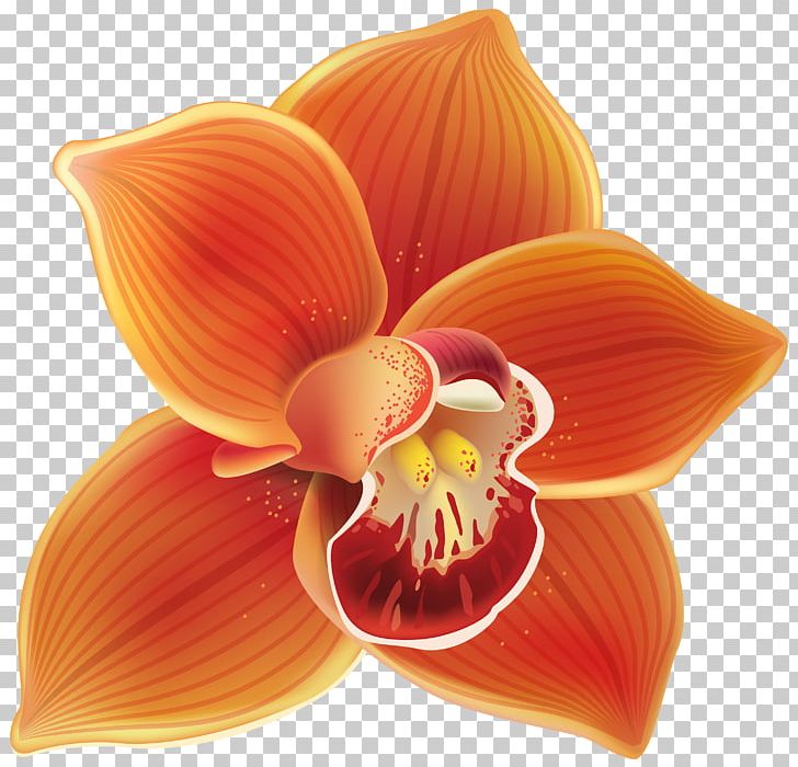 How To Grow Orchids Orange Flower PNG, Clipart, Boat Orchid, Cattleya, Cattleya Orchids, Clip Art, Color Free PNG Download