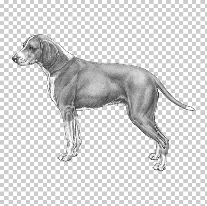 Weimaraner Hygenhund Dog Breed Anglo-Français De Petite Vénerie Norwegian Hound PNG, Clipart, Black And White, Breed, Carnivoran, Dog, Dog Breed Free PNG Download