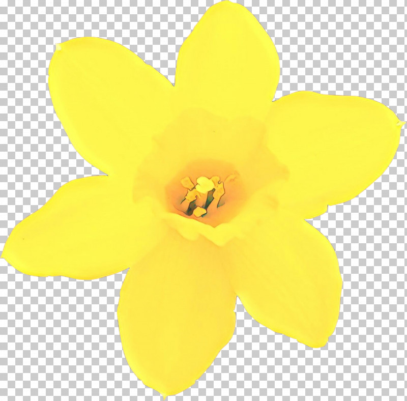 Yellow Petal Flower Plant Narcissus PNG, Clipart, Amaryllis Family, Flower, Narcissus, Petal, Plant Free PNG Download