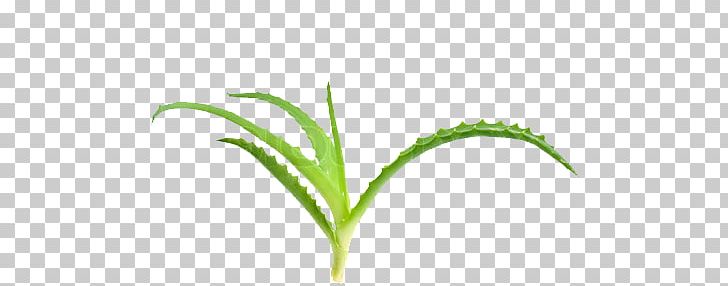 Aloe Vera Plant Stem Medicinal Plants Stock Photography PNG, Clipart, Aloe Vera, Aloe Vera Flower, Commodity, Food Drinks, Grass Free PNG Download