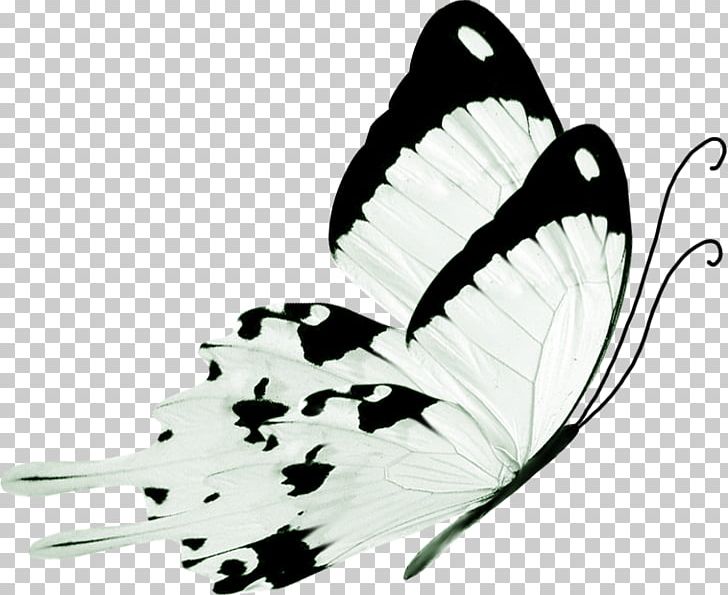 Butterfly Black And White PNG, Clipart, Black, Black And White, Butterflies And Moths, Butterfly, Color Free PNG Download