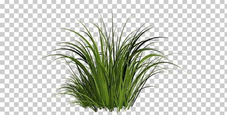 Grass PNG, Clipart, Grass, Nature Free PNG Download