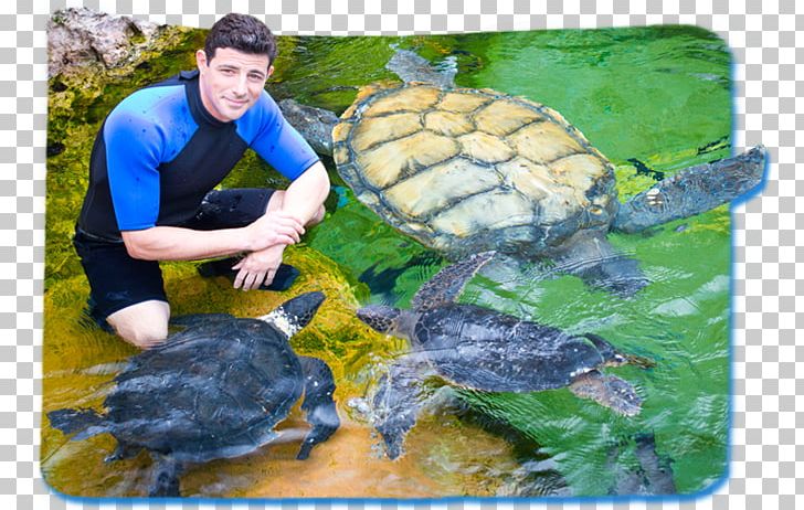 Orlando SeaWorld Parks & Entertainment Tortoise NYSE:SEAS PNG, Clipart, Animal, Emydidae, Fauna, Florida, Matthew 724 Free PNG Download