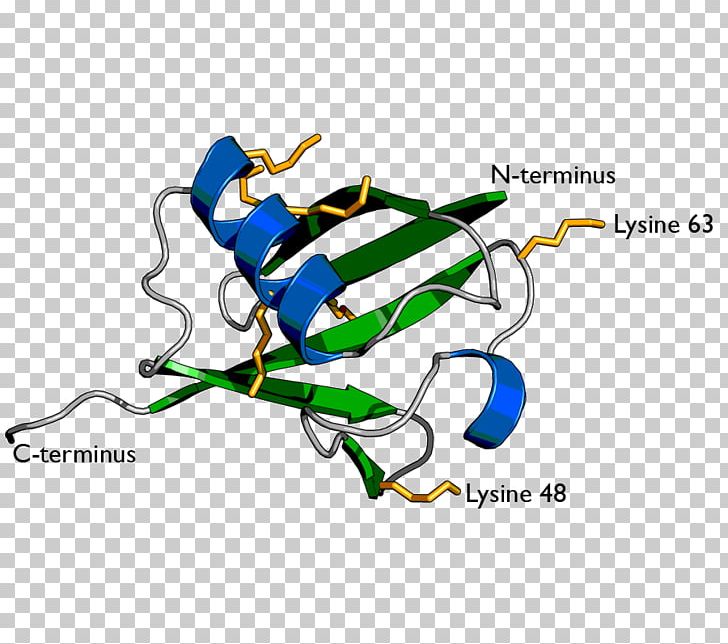 Ubiquitin Ligase Lysine Proteasome Ubiquitin-conjugating Enzyme PNG, Clipart, Amino Acid, Area, Artwork, Biology, Cell Free PNG Download