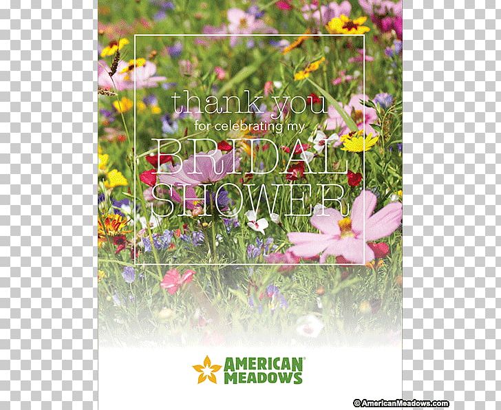 Wildflower Seed Meadow Perennial Plant PNG, Clipart, Annual Plant, California Poppy, Common Poppy, Flora, Flower Free PNG Download
