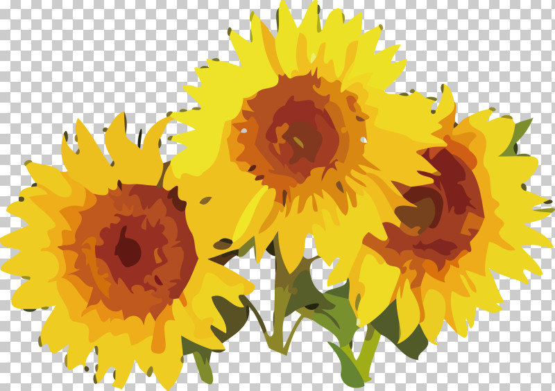 Daisy Family Kospi 200 Capped 25% Estimated Index Cut Flowers Sunflower Seeds Flower PNG, Clipart, Autumn, Cut Flowers, Daisy Family, Day, Flower Free PNG Download