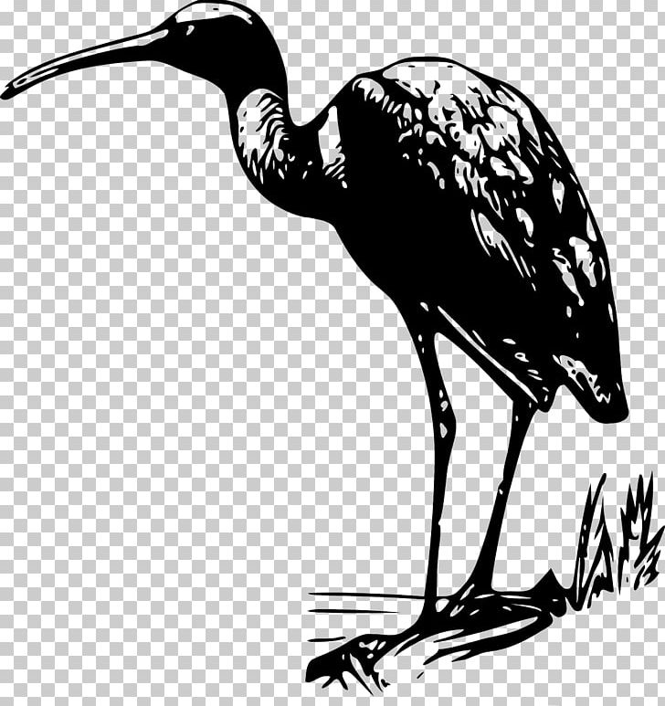 Bird Bald Eagle Crane Ibis PNG, Clipart, American , Animals, Bald Eagle, Beak, Bird Free PNG Download