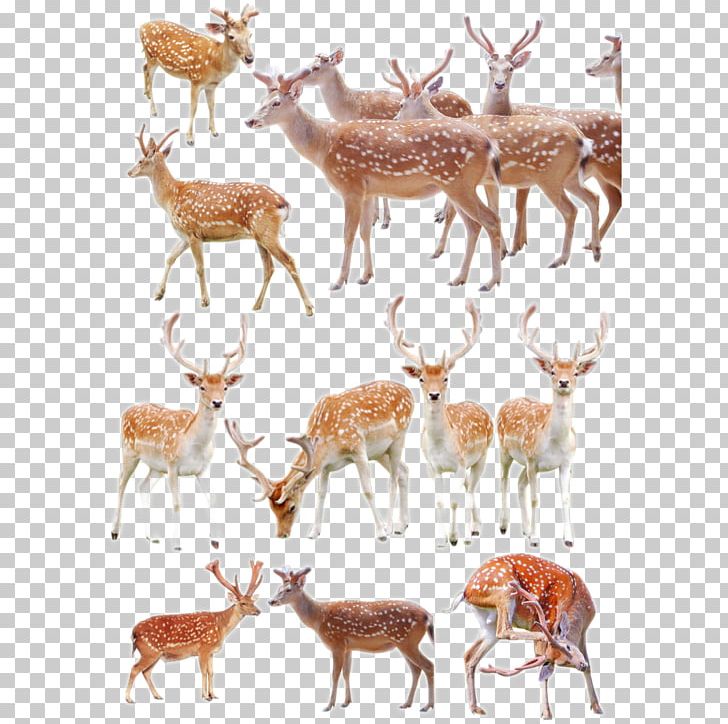 Formosan Sika Deer Poster PNG, Clipart, Animals, Antler, Butterfly Group, Christmas Deer, Deer Free PNG Download