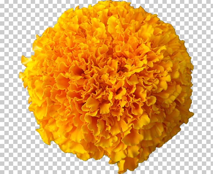 Marigold Cut Flowers Afro Calendula Officinalis PNG, Clipart, Afro, Argyranthemum Frutescens, Birth Flower, Budi Daya, Calendula Free PNG Download
