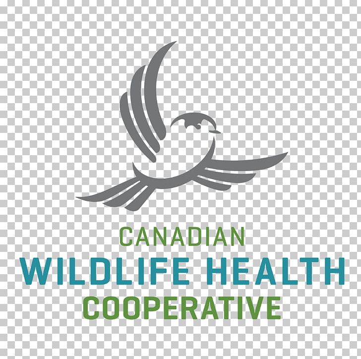 National Wildlife Health Center Avian Influenza Canada PNG, Clipart, Area, Artwork, Avian Influenza, Beak, Bird Free PNG Download
