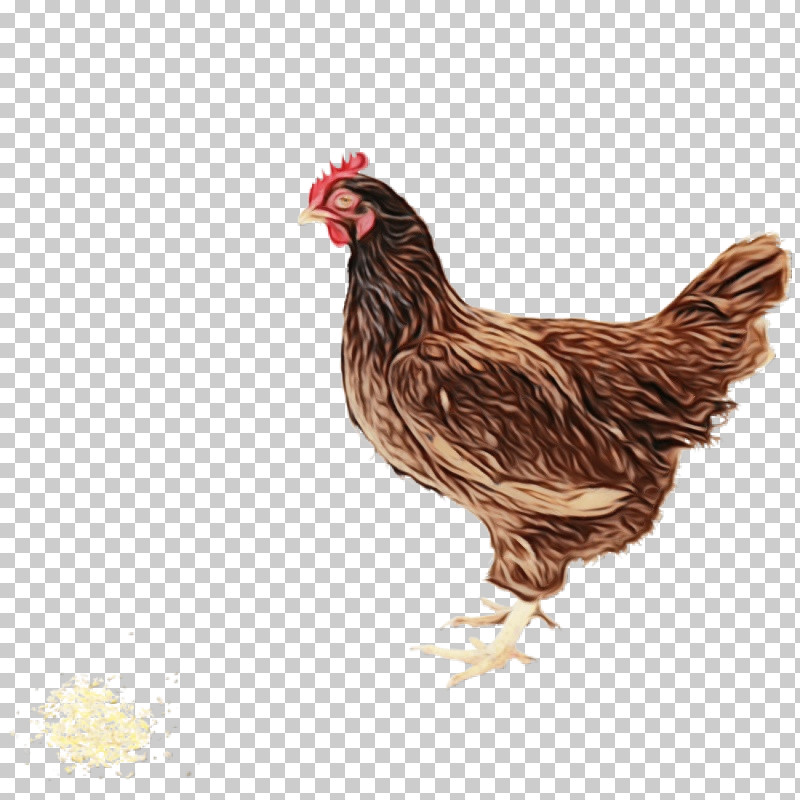 Fried Chicken PNG, Clipart, Ayam Kampong, Broiler, Chick, Chicken, Duck Free PNG Download