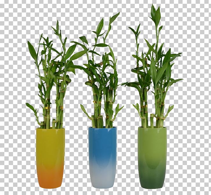 Lucky Bamboo Plant Stem Flowerpot PNG, Clipart, Bamboo, Colocasia, Company, Dracaena, Family Free PNG Download