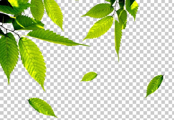 Yiyang Kouwei Xiatese Shop Natural Environment Twig PNG, Clipart, Advertising, Arbor Day, Branch, Desktop Wallpaper, Download Free PNG Download