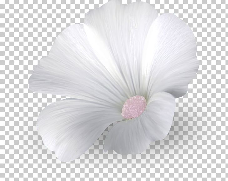 Rosemallows Close-up Herbaceous Plant PNG, Clipart, Closeup, Flower, Flowering Plant, Herb, Herbaceous Plant Free PNG Download