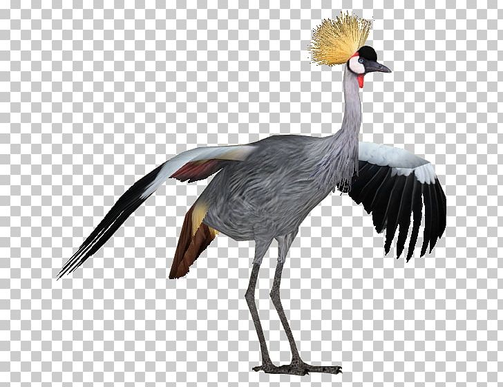 Zoo Tycoon 2 Grey Crowned Crane Longisquama Bird PNG, Clipart, American Black Bear, Animal, Beak, Bird, Black Crowned Crane Free PNG Download