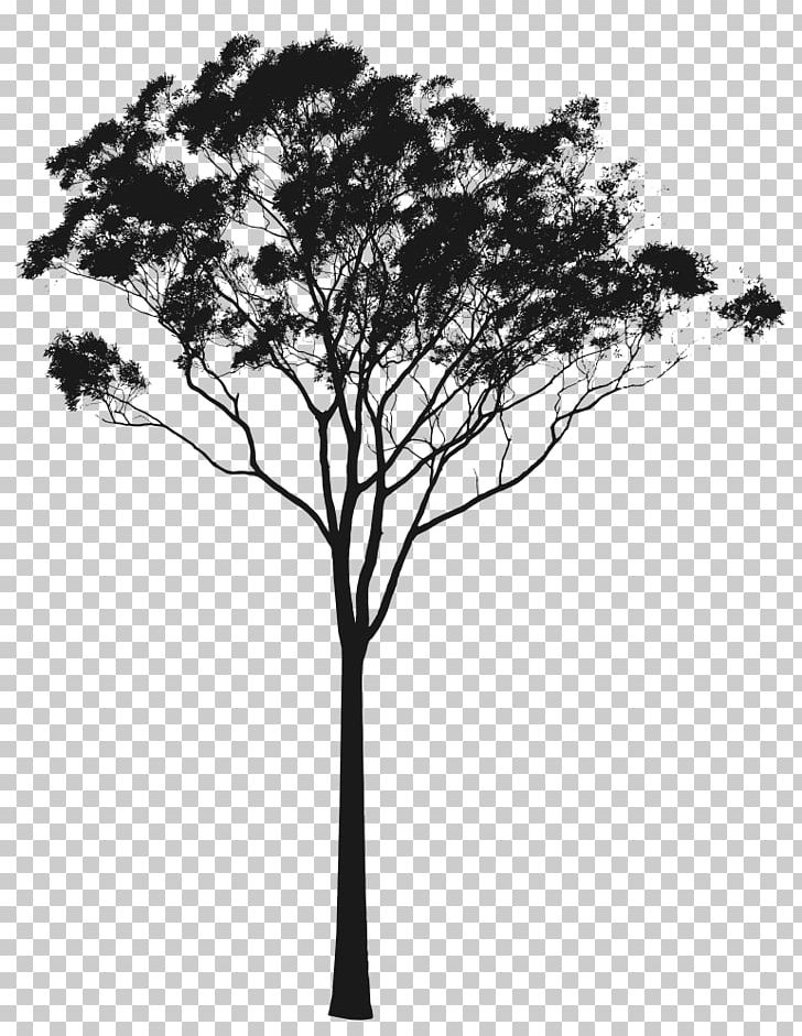 Eucalyptus Camaldulensis Eucalyptus Gunnii Eucalyptus Pauciflora Tree PNG, Clipart, Black And White, Branch, Clip Art, Corymbia, Drawing Free PNG Download