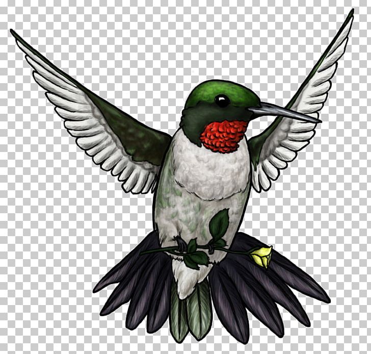Hummingbird Drawing PNG, Clipart, Beak, Bird, Coloring Book, Drawing, Fauna Free PNG Download