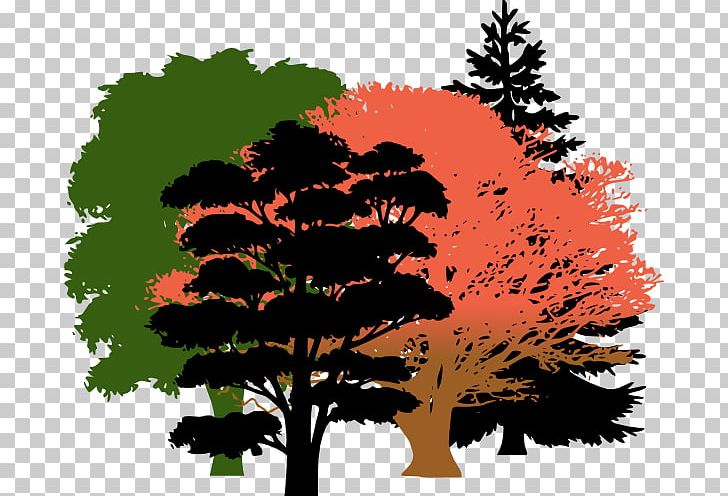 Tree Pine Evergreen PNG, Clipart, Branch, Clipart, Clip Art, Common Fig, Conifers Free PNG Download