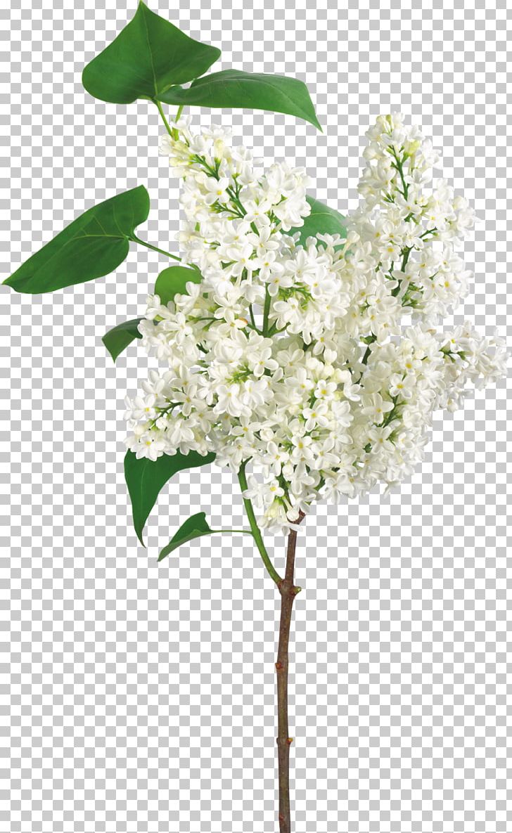 White Flower PNG, Clipart, Branch, Color, Cut Flowers, Desktop Wallpaper, Download Free PNG Download