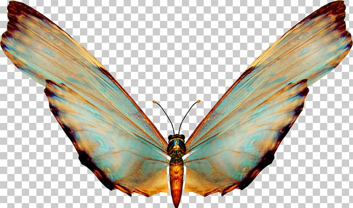 Butterfly Insect PNG, Clipart, Arthropod, Brush Footed Butterfly, Butterflies And Moths, Butterfly, Chart Free PNG Download