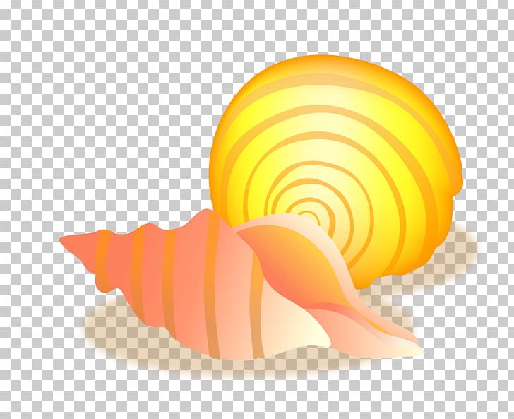 Conch Sea Snail Seashell PNG, Clipart, Abstract Material, Circle, Computer Graphics, Conch Vector, Designer Free PNG Download
