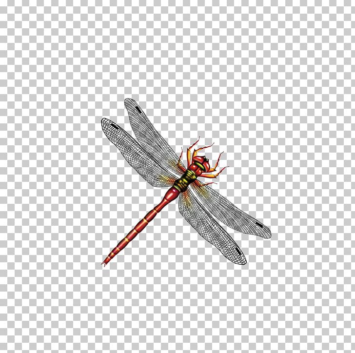 Dragonfly Insect Computer File PNG, Clipart, Arthropod, Cartoon Dragonfly, Download, Dragonflies, Dragonfly Vector Free PNG Download