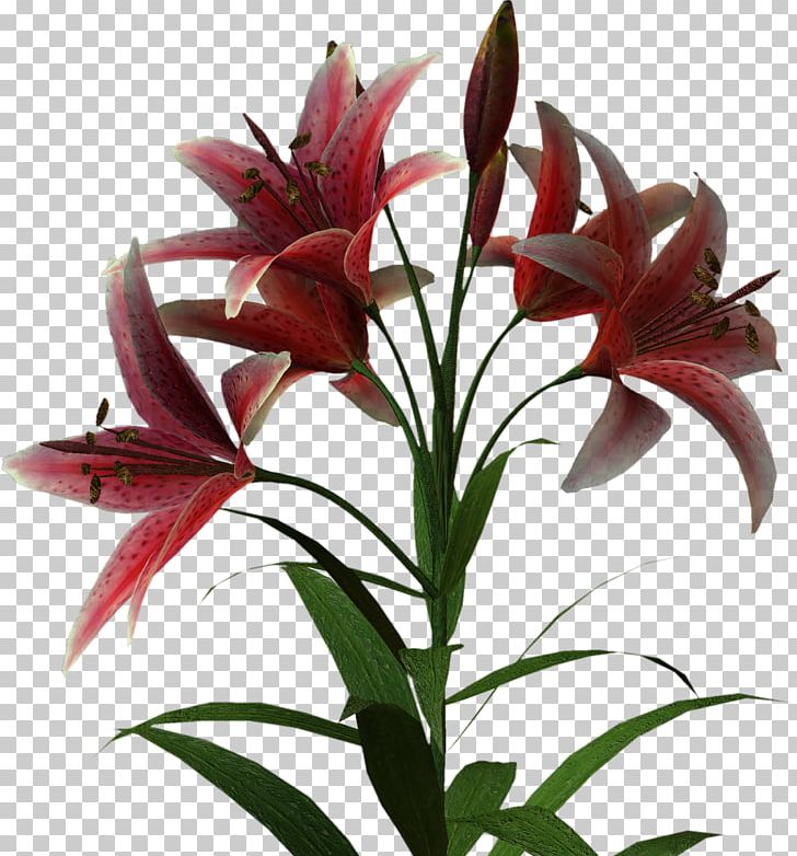 Flower Lilium Thepix PNG, Clipart, Daylily, Drawing, Email, Flower, Flowering Plant Free PNG Download