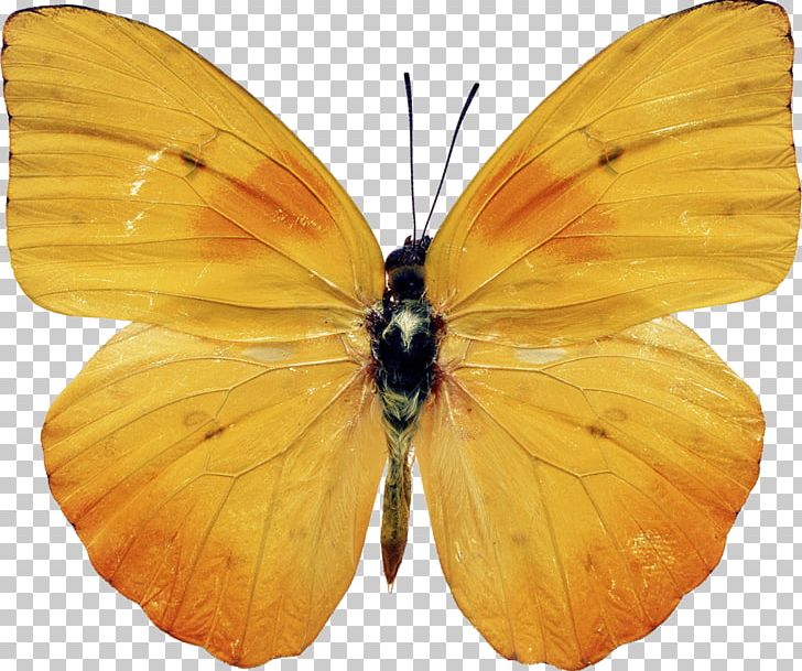 Butterfly Insect Yellow Photography PNG, Clipart, Animal, Antenna, Arthropod, Blue, Brush Footed Butterfly Free PNG Download