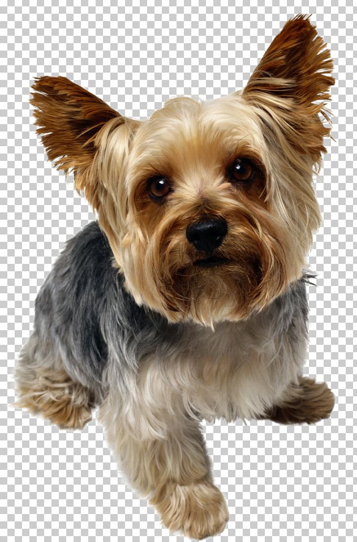 Dogs PNG, Clipart, Dogs Free PNG Download